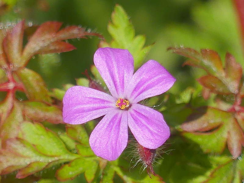 Herb Robert